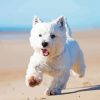 White Scottish Highland Terrier Paint By Numbers