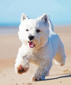 White Scottish Highland Terrier Paint By Numbers