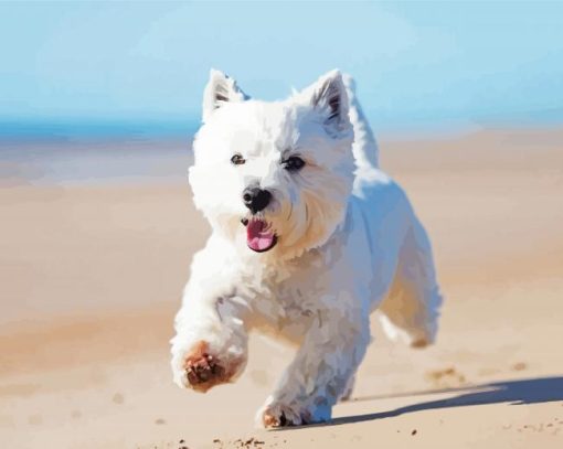 White Scottish Highland Terrier Paint By Numbers