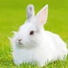 White Small Rabbit Paint By Numbers