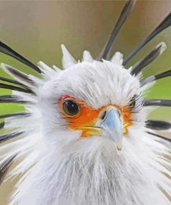 White The Secretarybird Paint By Numbers