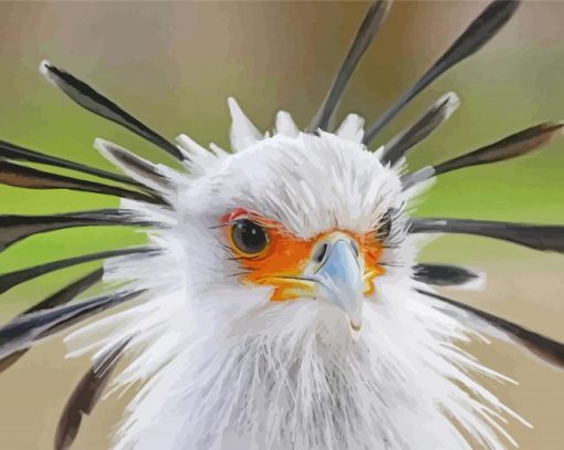 White The Secretarybird Paint By Numbers