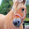 Adorable Fjord Horse Animal Paint By Numbers