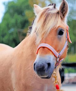 Adorable Fjord Horse Animal Paint By Numbers