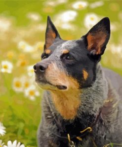 Australian Cattle Dog And Flowers Paint By Numbers