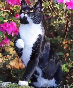 Black And White Cat And Flowers Paint By Number