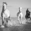 Black And White Horses In River Paint By Numbers