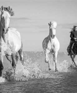 Black And White Horses In River Paint By Numbers