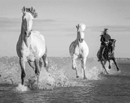 Black And White Horses In River Paint By Numbers