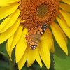 Butterfly With Sunflowers Paint By Numbers