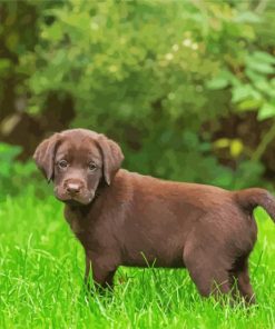 Chocolate Labrador Retriever Puppy Paint By Numbers