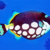 Clown Triggerfish Paint By Numbers