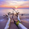 Dead Beach Tree Paint By Numbers