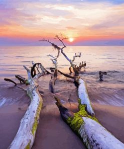 Dead Beach Tree Paint By Numbers