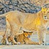 Female Lion With Cub Paint By Numbers