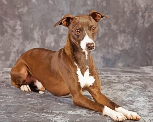 Italian Greyhound Dog Animal Paint By Numbers