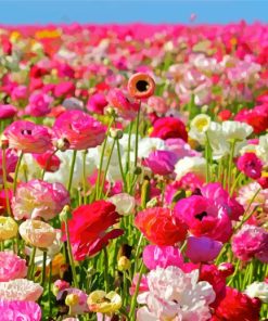 Pink Flowers In Field Paint By Numbers