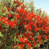 Red Pohutukawa Tree Paint By Numbers