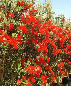 Red Pohutukawa Tree Paint By Numbers