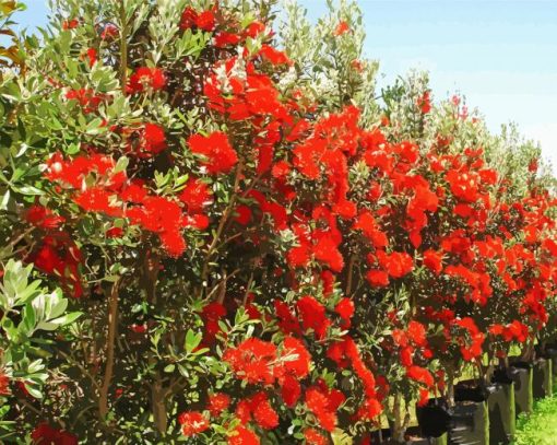 Red Pohutukawa Tree Paint By Numbers