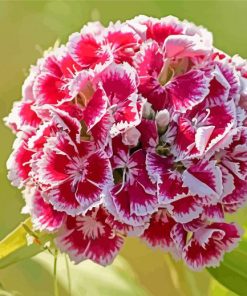 Red Sweet William Flowers Paint By Numbers