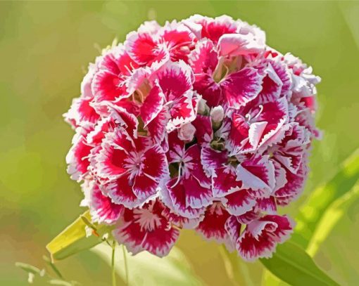 Red Sweet William Flowers Paint By Numbers