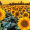 Summer Field Of Sunflowers Paint By Numbers