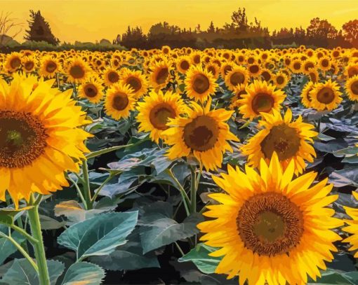 Summer Field Of Sunflowers Paint By Numbers