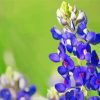 Texas Bluebonnet Flower Paint By Numbers