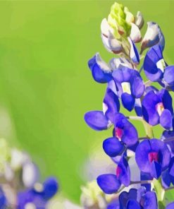 Texas Bluebonnet Flower Paint By Numbers