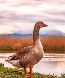 Wild Geese Beside The Ocean Paint By Numbers