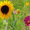 Wildflower Meadow Wildflowers Paint By Numbers