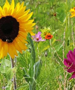 Wildflower Meadow Wildflowers Paint By Numbers