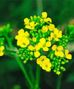 Yellow Alyssum Paint By Numbers