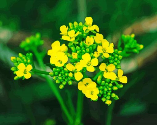 Yellow Alyssum Paint By Numbers