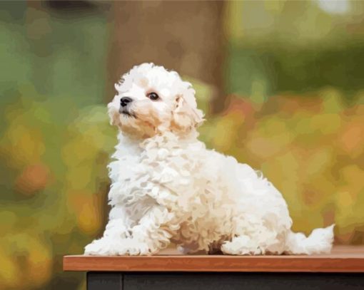 Maltipoo Dog Paint By Numbers