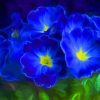 Primrose Blue Flowers Paint By Numbers