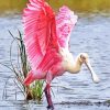 Roseate spoonbill Paint By Numbers