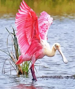 Roseate spoonbill Paint By Numbers