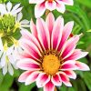 African Daisies Gazania Paint By Numbers