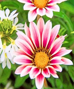 African Daisies Gazania Paint By Numbers