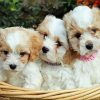 Cavachon Dogs Paint By Numbers