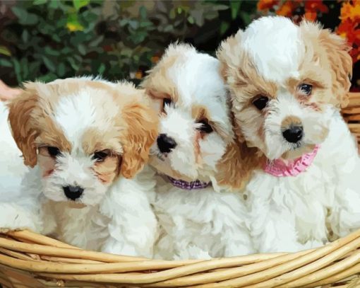 Cavachon Dogs Paint By Numbers