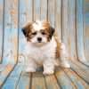 Shihpoo Dog Paint By Numbers