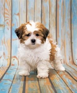 Shihpoo Dog Paint By Numbers