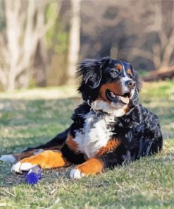 Bernedoodle Dog Paint By Numbers