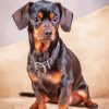 Brown Chiweenie Dog Paint By Numbers