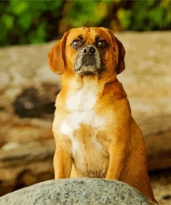 Puggle Dog Paint By Numbers